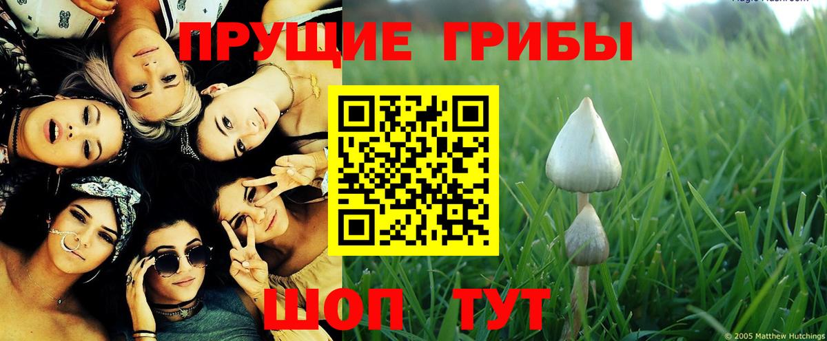 Галлюциногенные грибы Psilocybe  Вход с VPN  Павловский Посад 